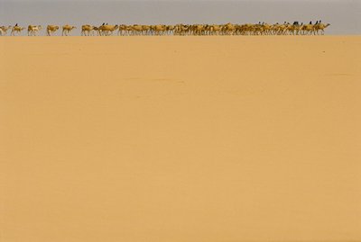 Saltkaravan på väg till Agadez, Nigeria. PÅ VÄG TILL AGADEZ, NIGERIA, NIGER. av James L Stanfield