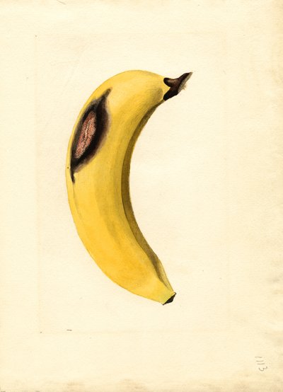 Banan (Musa) (akvarell) av James Marion Shull