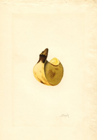 Banan (Musa) (akvarell) av James Marion Shull