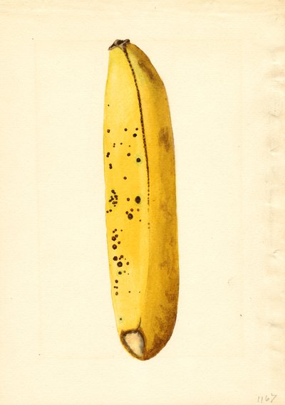 Banan (Musa) (akvarell) av James Marion Shull
