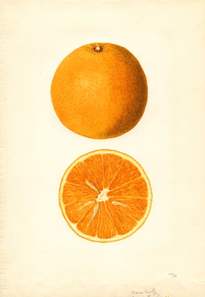 Boone Early Oranges (Citrus sinensis) (akvarell) av James Marion Shull