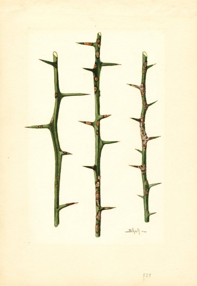 Citrus Canker på stam av apelsinväxt (Poncirus trifoliata) (akvarell) av James Marion Shull