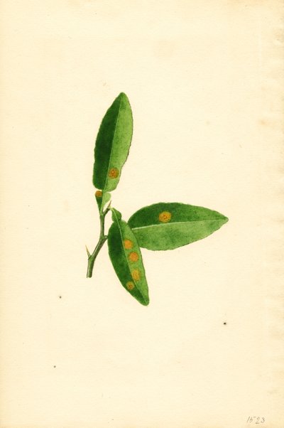 Sjukt blad från apelsinträd (Citrus aurantium) (akvarell) av James Marion Shull