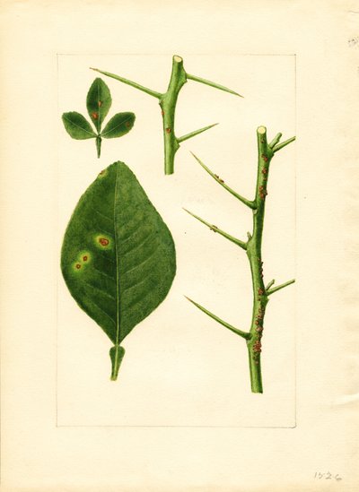 Sjukt blad och kvist av apelsinträd (Poncirus trifoliata) (akvarell) av James Marion Shull