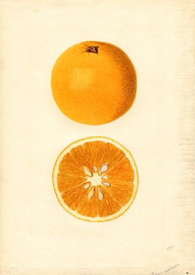 Homosassa Apelsiner (Citrus sinensis) (akvarell) av James Marion Shull