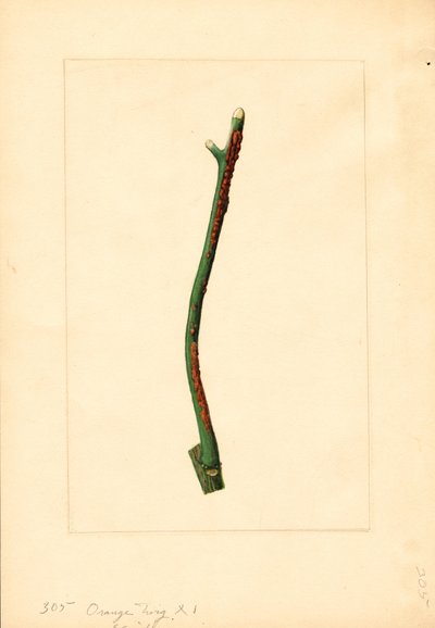 Kvist av apelsinträd (Citrus sinensis: Valencia) (akvarell) av James Marion Shull