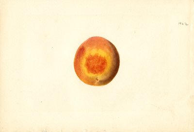 Persika (Prunus persica: Elberta) (akvarell) av James Marion Shull