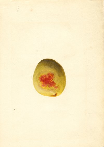 Persika (Prunus persica: Elberta) (akvarell) av James Marion Shull