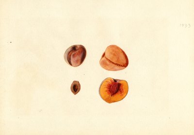 Persikor (Prunus persica: Hutchkins) (akvarell) av James Marion Shull