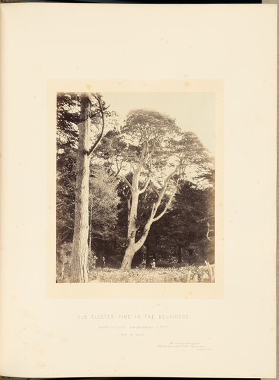 Gammal klustertall i Belvidere av James Sinclair, 14th Earl of Caithness