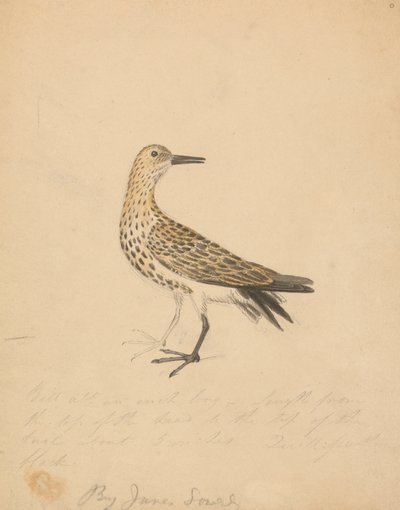 En fågel av James Sowerby
