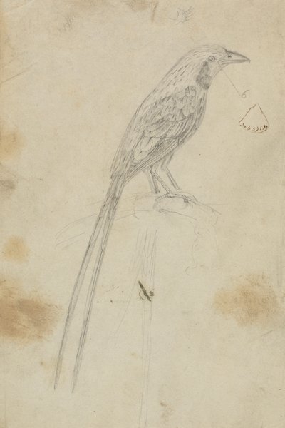 En fågel av James Sowerby