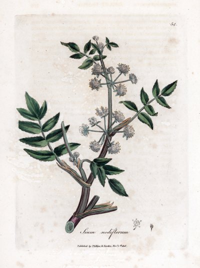 Värk falsk vattenkrasse - Krypvattenpalsternacka, Sium nodiflorum. Handfärgad kopparstick från en botanisk illustration av James Sowerby från William Woodville och Sir William Jackson Hookers "" Medical Botany", John Bohn, London av James Sowerby
