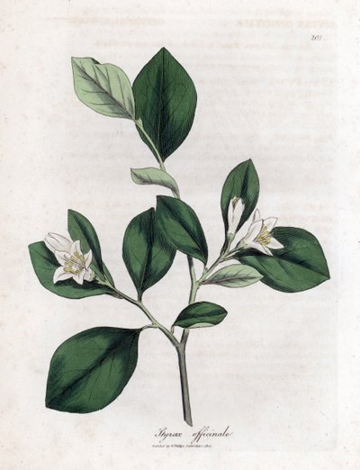 Aliboufier - Storax, Styrax officinalis. Handfärgad kopparstick från en botanisk illustration av James Sowerby från William Woodville och Sir William Jackson Hookers "" Medical Botany", John Bohn, London av James Sowerby
