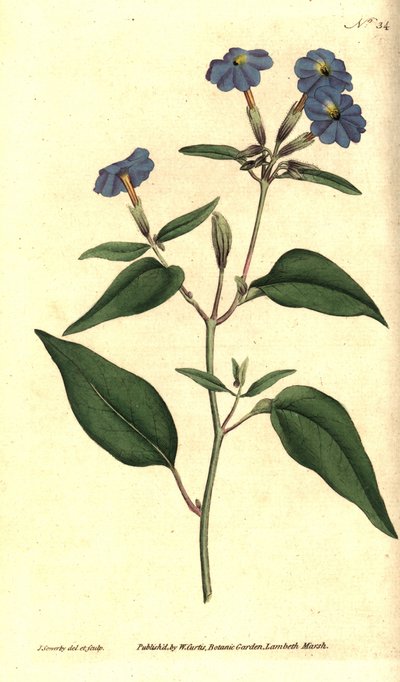 Amerikansk browallie - jamaicansk förgätmigej, ametistblomma eller buskviol, Browallia americana (Tall browallia, Browallia elata). Handkolorerad kopparstick och botanisk illustration av James Sowerby från William Curtis