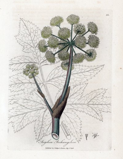 Angelique true eller officinal eller archangelique - Trädgårdsängel, Angelica archangelica. Handfärgad kopparstick från en botanisk illustration av James Sowerby från William Woodville och Sir William Jackson Hookers "" Medical Botany,"" John Bohn, av James Sowerby