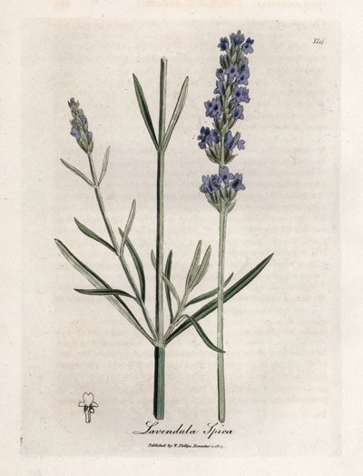 Apic lavendel. Handfärgad kopparstick från en teckning av James Sowerby (1757-1822), i Botanique Medicinale av James Sowerby