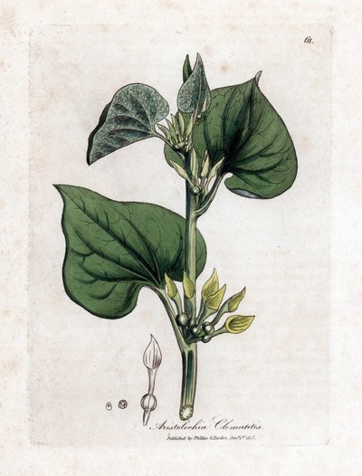 Aristoloche clematite - Klättrande födelseört, Aristolochia clematitis. Handfärgad kopparstick från en botanisk illustration av James Sowerby från William Woodville och Sir William Jackson Hookers "" Medical Botany", John Bohn, London av James Sowerby