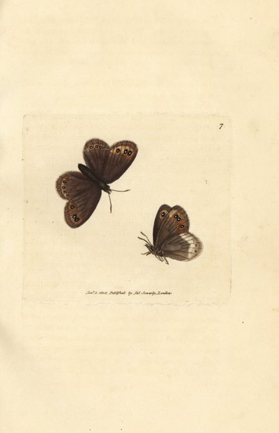 Arran brun, Erebia ligea (Papilio ligea). Handkolorerad kopparstick av James Sowerby från The British Miscellany, eller färgade figurer av nya, sällsynta eller föga kända djurämnen. av James Sowerby