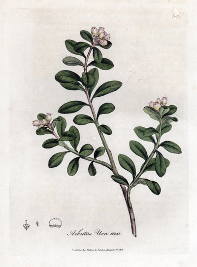 Björndruva eller björnbär - Släpande arbutus eller björnbär, Arctostaphylos uva-ursi. Handfärgad kopparstick från en botanisk illustration av James Sowerby från William Woodville och Sir William Jackson Hookers "" Medical Botany,"" John Bohn, London av James Sowerby