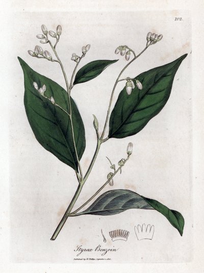 Bensoin - Benjaminträd, Styraxbensoin. Handfärgad kopparstick från en botanisk illustration av James Sowerby från William Woodville och Sir William Jackson Hookers "" Medical Botany", John Bohn, London av James Sowerby