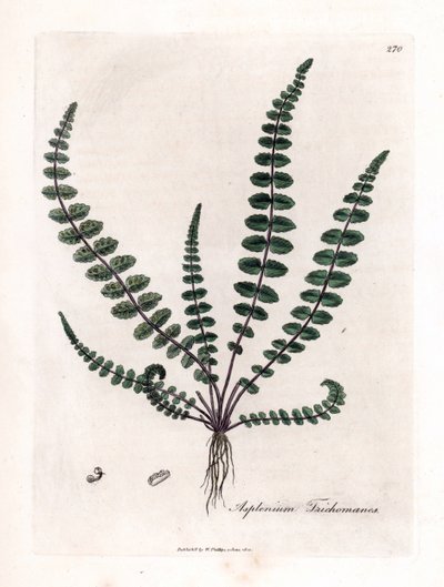 Svart doradilla eller falsk kapillär (ormbunke) - Vanlig jungfruhårormbunke eller mjältört, Asplenium trichomanes. Handfärgad kopparstick från en botanisk illustration av James Sowerby från William Woodville och Sir William Jackson Hookers "" Medical Bo av James Sowerby