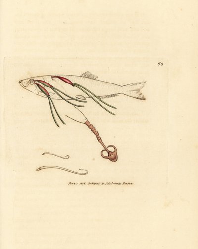 Blodätande copepod-parasit på en sprayöga, Lernaeenicus sprattae (Lernaea sprattae). Och en annan konstig mask hittad på ett ostronskal. Handkolorerad kopparstick av James Sowerby från The British Miscellany, eller färgade figurer av nya, sällsynta, av James Sowerby
