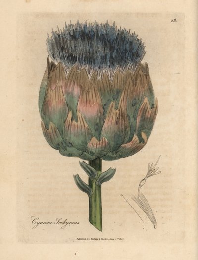 Blå och lila blommig kronärtskocka, Cynara scolymus av James Sowerby