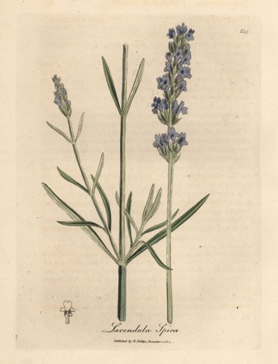Blåblommig lavendel, Lavandula spica av James Sowerby