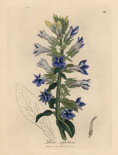 Blåblommig lobelia eller kardinalblomma, Lobelia siphilitica av James Sowerby