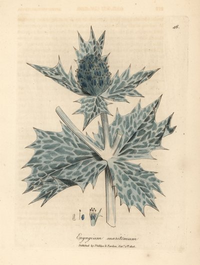 Blåblommigt havsjärnek eller eryngo, Eryngium maritinum av James Sowerby
