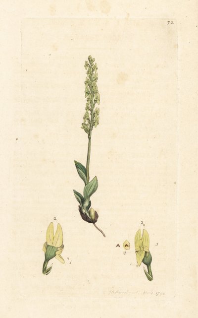 Myrorkidé, Hammarbya paludosa (kärrtvåblad, Malaxis paludosa). Handkolorerad kopparstick efter en illustration av James Sowerby från James Smith