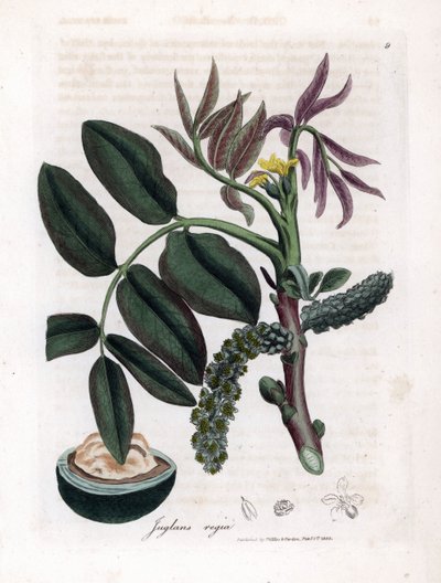 Botanisk tavla: löv, växter och valnötsfrukt Blad, gul blomma och nöt från det vanliga valnötsträdet, Juglans regia. Handfärgad kopparstick från en botanisk illustration av James Sowerby från William Woodville och Sir William Jackson Hooker