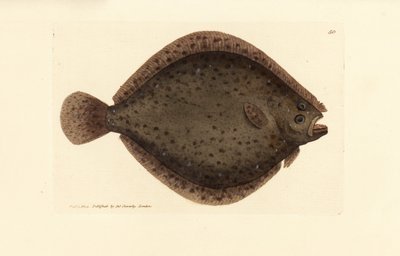 Brill eller drakefisk, Scophthalmus rhombus (Pleuronectes rhombus). Handkolorerad kopparstick av James Sowerby från The British Miscellany, eller färgade figurer av nya, sällsynta eller föga kända djurämnen. av James Sowerby