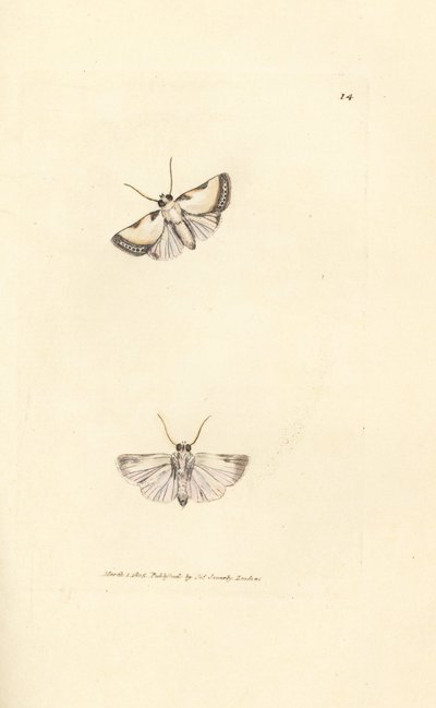 Brixton Beauty, Acontia nitidula (Phalaena catena). Handkolorerad kopparstick av James Sowerby från The British Miscellany, eller färgade figurer av nya, sällsynta eller föga kända djurämnen. av James Sowerby