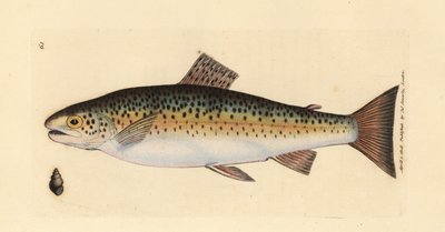 Öring, Salmo trutta fario (Gillaroo öring, Salmo fario). Handkolorerad kopparstick av James Sowerby från The British Miscellany, eller färgade figurer av nya, sällsynta eller föga kända djurämnen. av James Sowerby