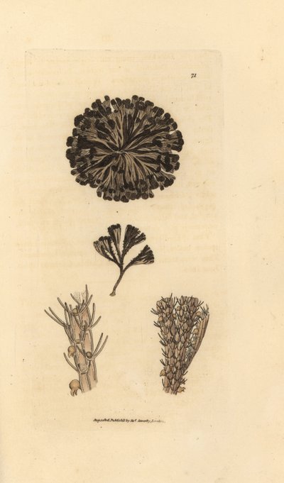 Bugulina avicularia (Flustra avicularis). Handkolorerad kopparstick av James Sowerby från The British Miscellany, eller färgade figurer av nya, sällsynta eller föga kända djurämnen. av James Sowerby