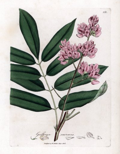 Kålträd eller kålbark - Kålträd, Andira inermis. Handfärgad kopparstick från en botanisk illustration av James Sowerby från William Woodville och Sir William Jackson Hookers "" Medical Botany", John Bohn, London av James Sowerby
