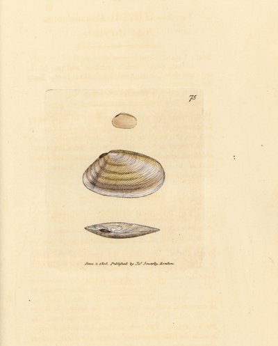 Candystick tellina skal, Tellina similis. Handkolorerad kopparstick av James Sowerby från The British Miscellany, eller färgade figurer av nya, sällsynta eller föga kända djurämnen. av James Sowerby