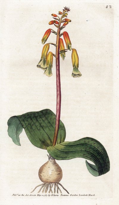 Cape Town Cuckoo - Litografi av James Sowerby (1757-1822), tallrik från Botanical Magazine av William Curtis (1746-1799) av James Sowerby