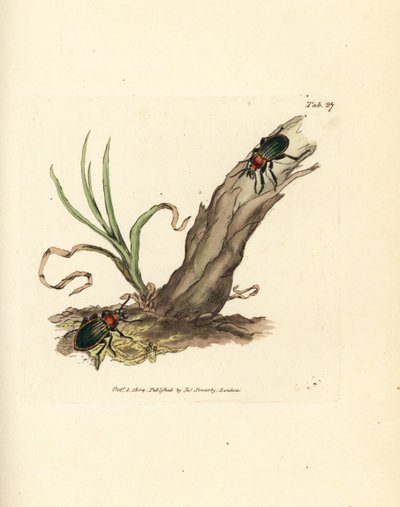 Carabus nitens skalbagge. Handkolorerad kopparstick av James Sowerby från The British Miscellany, eller färgade figurer av nya, sällsynta eller föga kända djurämnen. av James Sowerby