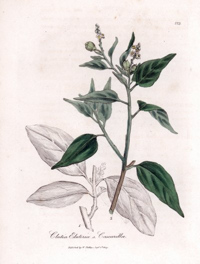 Cascarille officinale eller mjukt eller faux quinquina trä - Cascarilla, Croton (Clutia) eluteria. Handfärgad kopparstick från en botanisk illustration av James Sowerby från William Woodville och Sir William Jackson Hookers "" Medical Botany,"" John av James Sowerby