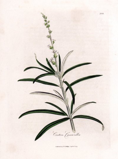 Cascarille officinale eller mjukt trä eller faux quinquina - Cascarilla, Croton eluteria. Handfärgad kopparstick från en botanisk illustration av James Sowerby från William Woodville och Sir William Jackson Hookers "" Medical Botany,"" John Bohn, Lo av James Sowerby