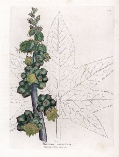 Castor - Ricinoljeanläggning, Ricinus communis. Handfärgad kopparstick från en botanisk illustration av James Sowerby från William Woodville och Sir William Jackson Hookers "" Medical Botany", John Bohn, London av James Sowerby