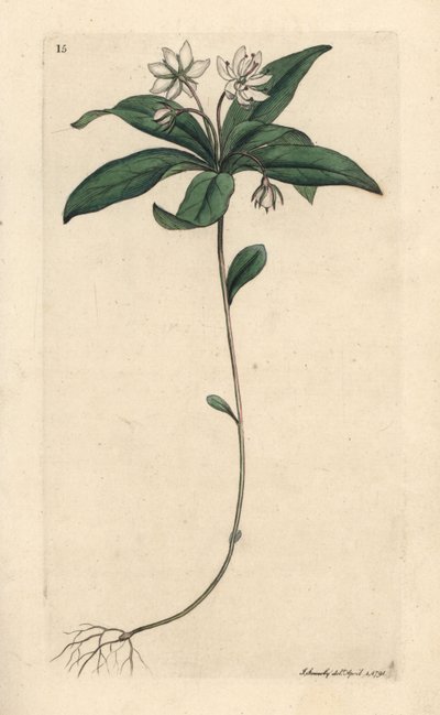 Fågelgröt vintergrön, Lysimachia europaea (Trientalis europaea) (Trientale d
