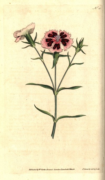 Kina nejlika - Kina rosa eller indisk rosa, Dianthus chinensis. Handkolorerad kopparstick och botanisk illustration av James Sowerby från William Curtis