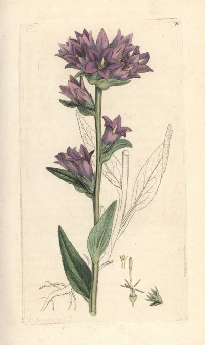 Clustered bellflower, Campanula glomerata (Campanule agglomeree) Handfärgad kopparstick efter en illustration av James Sowerby från James Smith