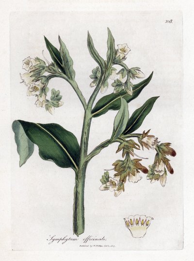 Vallört - Vallört, Symphytum officinale. Handfärgad kopparstick från en botanisk illustration av James Sowerby från William Woodville och Sir William Jackson Hookers "" Medical Botany,"" John Bohn, London av James Sowerby