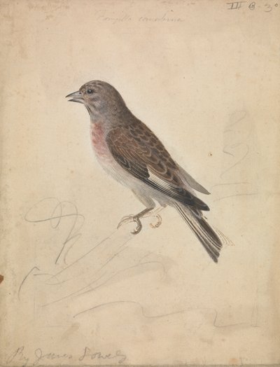 Gemensam Linnet av James Sowerby