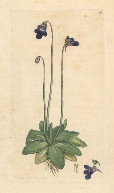 Vanlig smörört, Pinguicula vulgaris (grassette) Handkolorerad kopparstick efter illustration av James Sowerby från James Smith